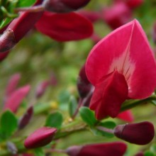 Cytisus x praecox 'Boskoop Ruby'