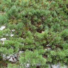 Pinus sylvestris 'Watsoniana'