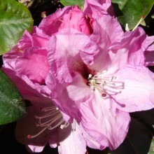 Rhododendron hybr. 'Panenka'