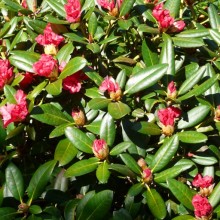 Rhododendron yakushimanum 'Bambola'