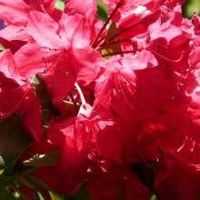 Rhododendron hybr. 'Nicoline'