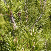 Pinus x pseudopumilio