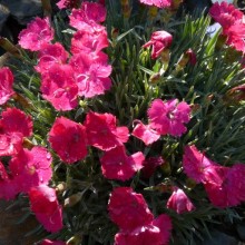 Dianthus hybr. 'Emmen'