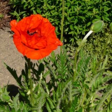 Papaver orientale 'Checkers'