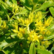 Solidago virgaurea 'Nana'