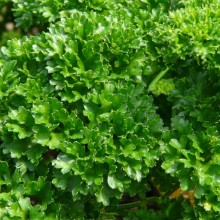 Petroselinum crispum