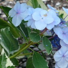 Hydrangea macrophylla 'Otaksa'