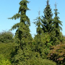Picea abies 'Rothenhaus'