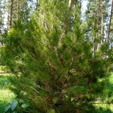 Pinus bungeana