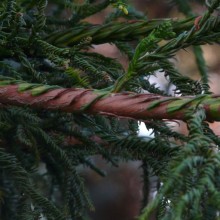 Cryptomeria japonica 'Rasen'