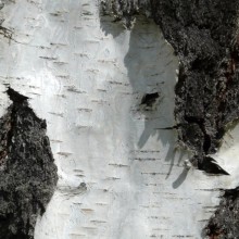 Betula pendula