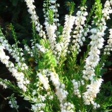 Calluna vulgaris 'Long White'