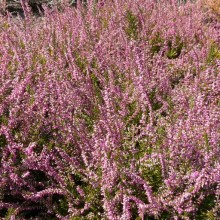 Calluna vulgaris 'Red Bud'