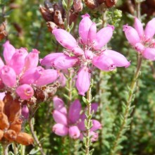 Erica tetralix 'Helma'