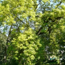 Fraxinus excelsior 'Aurea'