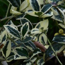 Ilex aquifolium 'Silver van Tol'