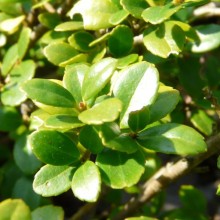 Ilex crenata 'Pride´s Tiny'