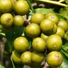 Phellodendron japonicum Phellodendron japonicum