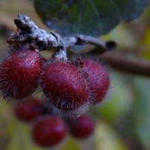 Rhus aromatica