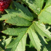 Rubus laciniatus 