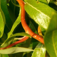 Salix x erythroflexuosa