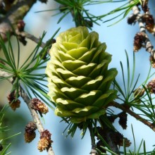 Larix kaempferi