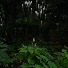 Cimicifuga racemosa cordifolia