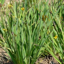 Sisyrinchium californicum