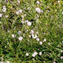 Succisa pratensis 'Pedar's Pink'