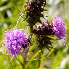 Liatris squarrosa