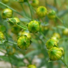 Linum usitatissimum