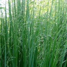 Panicum virgatum 'Northwind'