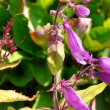 Penstemon unilateralis