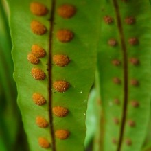 Microsorum fortunei