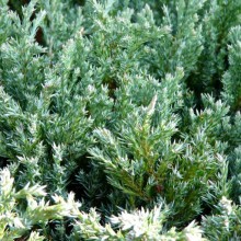 Juniperus horizontalis 'Saxatilis'