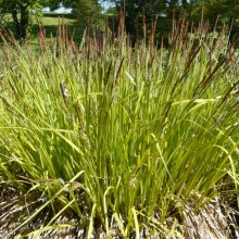 Carex elata 'Aureovariegata'