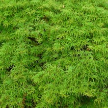 Acer palmatum 'Filigree'