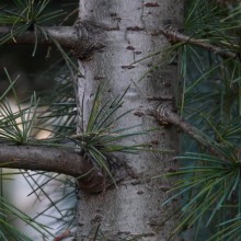 Cedrus deodara