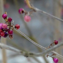 Callicarpa bodinieri