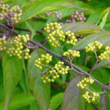 Callicarpa dichotoma 'Issai'