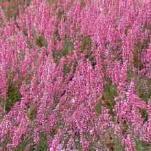 Calluna vulgaris 'Aphrodite' Calluna vulgaris 'Aphrodite'