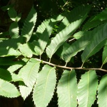 Castanea sativa