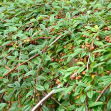 Cotoneaster salicifolius 'Repens'