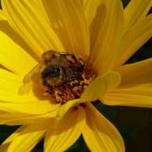 Heliopsis helianthoides