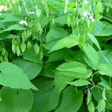 Lunaria rediviva