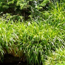 Luzula sylvatica 'Marginata'