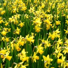 Narcissus hybr. 'Tete a Tete'