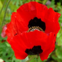 Papaver Papaver