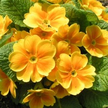 Primula