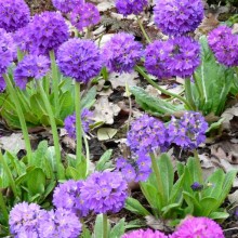 Primula denticulata
